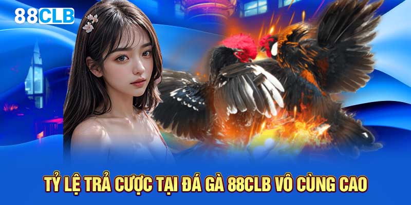 Tỷ lệ trả cược tại đá gà 88CLB vô cùng cao