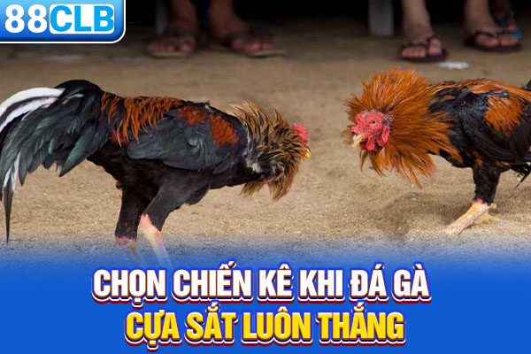 Chọn chiến kê khi Đá gà cựa sắt luôn thắng