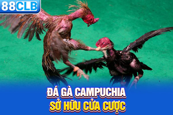 Đá gà Campuchia sở hữu cửa cược