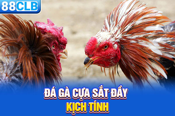 Đá gà cựa sắt đầy kịch tính
