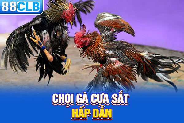 Chọi gà cựa sắt hấp dẫn