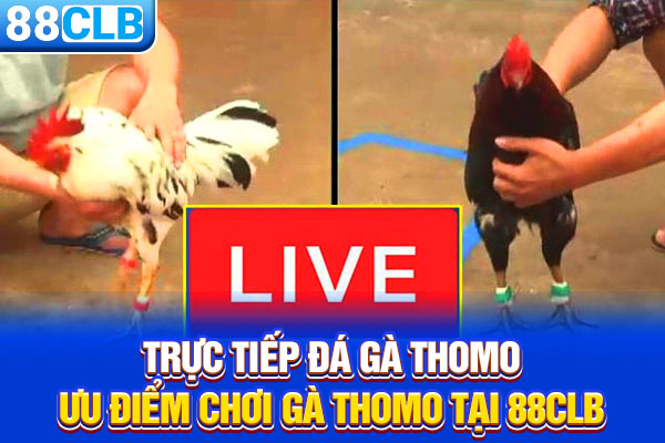 Trực Tiếp Đá Gà Thomo - Ưu Điểm Chơi Gà Thomo Tại 88CLB