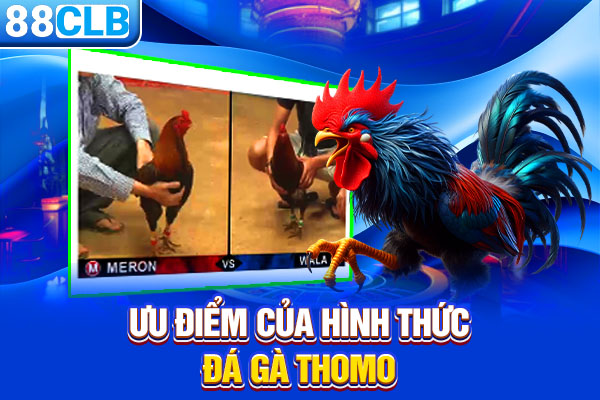 Ưu điểm của hình thức đá gà Thomo